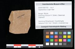 Foto (Objekt + Etikett) von Glyptostrobus ungeri Heer (NHMW-GEO-2024-0188-0182)